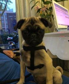 巴哥爆料最新人物图片 第1张 巴哥爆料最新人物图片 第1张